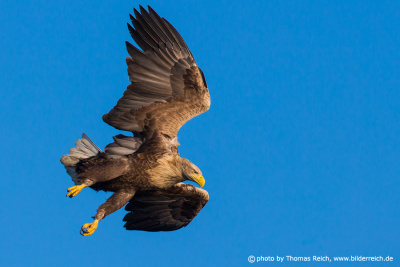 White-tailed eagle hunting from the air
