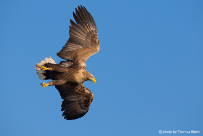 White-tailed Eagle hunting techniques