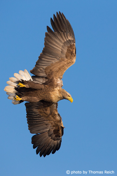 White-tailed Eagle short wedge-shaped tail