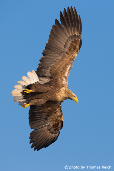 Aduilt White-tailed eagle with short wedge-shaped tail