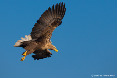 White-tailed Eagle in flight