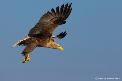 White-tailed eagle hunts water birds
