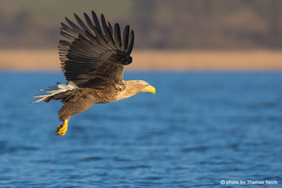 White-tailed Eagle hunting with outstretched wings above sea