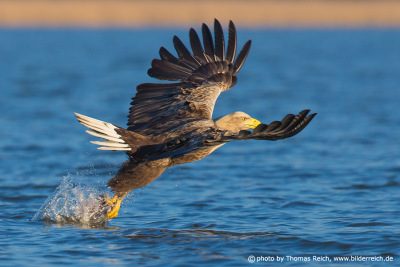 White-tailed eagle diet fish