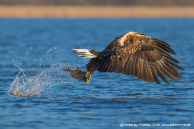 White-tailed eagle hunts fish from lake
