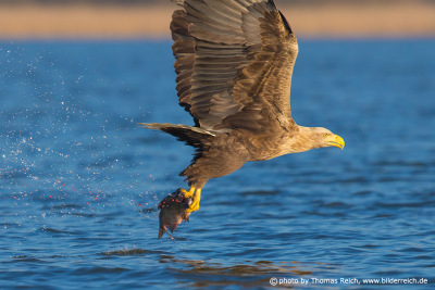 White-tailed eagle with fish over water