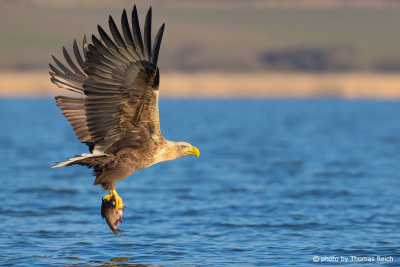 White-tailed Eagle carrying a fish