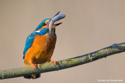Common Kingfisher is turning the fish in the beak