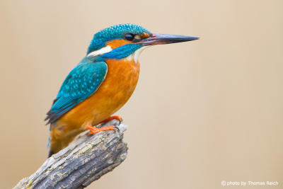 Eurasian Kingfisher on the look out for prey