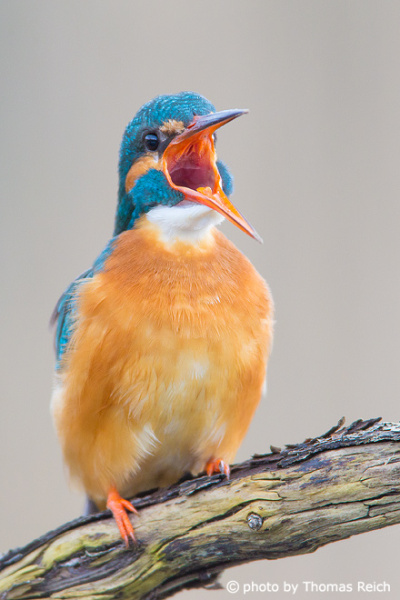 Common Kingfisher bird voice
