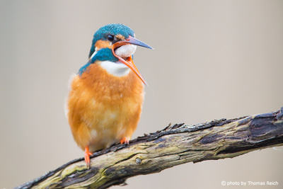 Pellet of a Common Kingfisher
