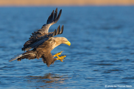 White-tailed Eagle before the grab