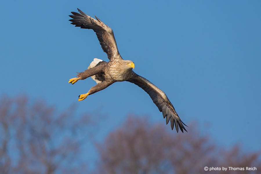 Hunting adult White-tailed Eagle