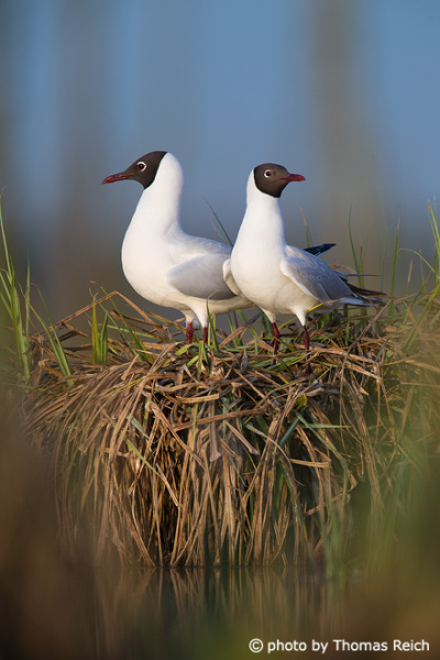 Black-headed Gull nesting