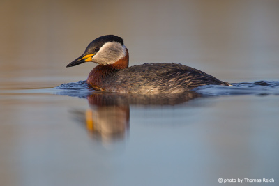 Red-necked Grebe in Germany