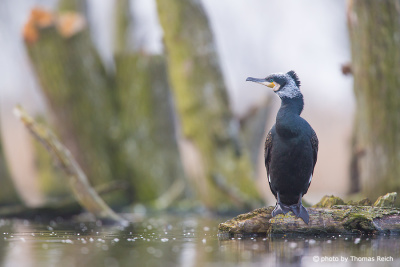 Cormorant bird in the marsh