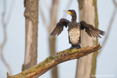 Great Cormorant wingspan