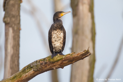 Great Cormorant plumage