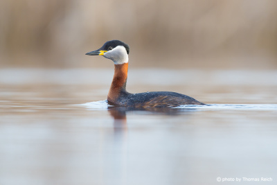 Red-necked Grebe in the lake