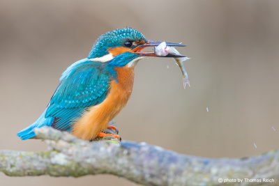 Common Kingfisher with small fish