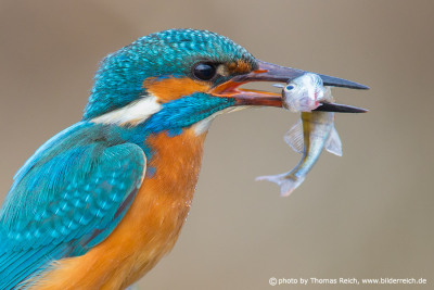 Common Kingfisher with fish