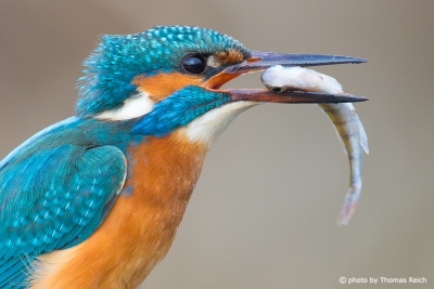 Common Kingfisher with fish in bill