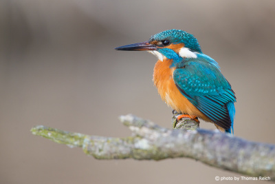 Common Kingfisher in winter