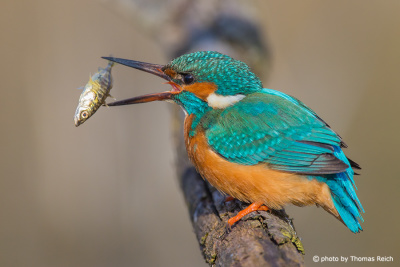 Common Kingfisher is turning the fish in the bill