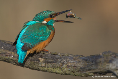 Common Kingfisher turns fish in beak