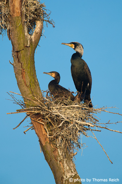 Kormoranen Paar an ihrem Nest