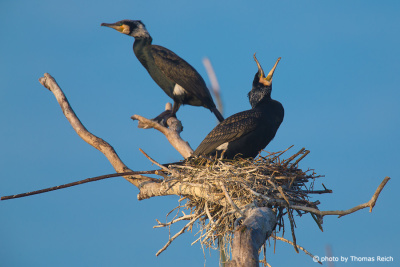 Great Cormorant breeding ground