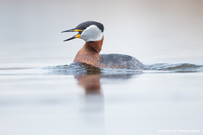 Red-necked Grebe calls
