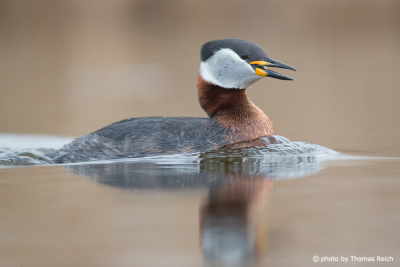 Red-necked Grebe territory