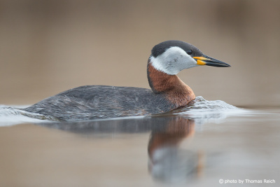Red-necked Grebe distribution