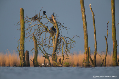 Group of Great Cormorants