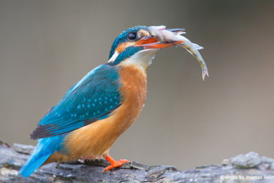 Common Kingfisher with prey
