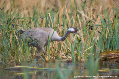 Common crane wading to the nest