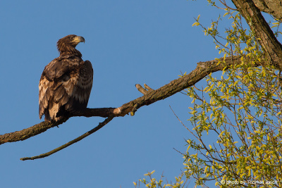 Sitting young white-tailed eagle from behind