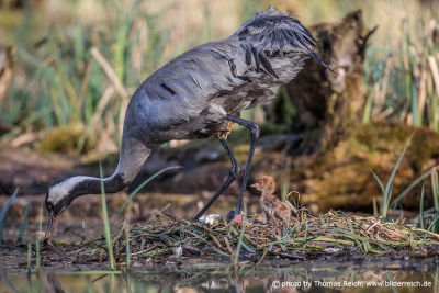 Common Crane nest and chick