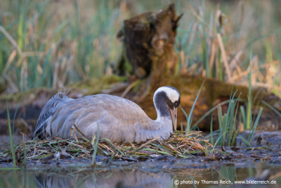 Common Crane breeding in the bog
