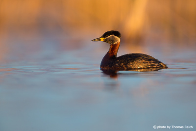 Red-necked Grebe in the evening light