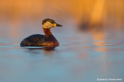 Red-necked grebe in beautiful evening light