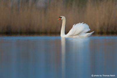 Mute Swan appearance