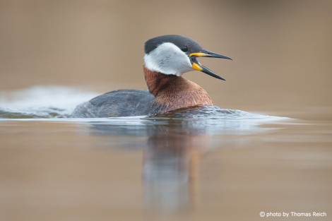 Sound of Red-necked Grebe