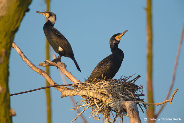 Great Cormorant couple