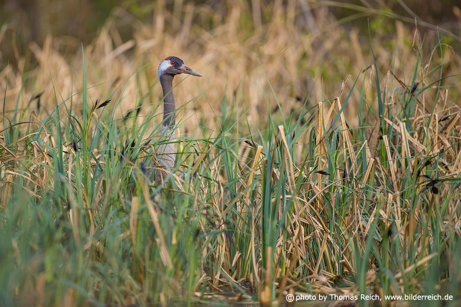Common crane in the swamp