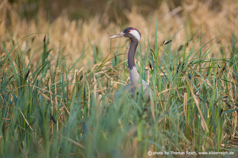 Head of common crane in a swamp