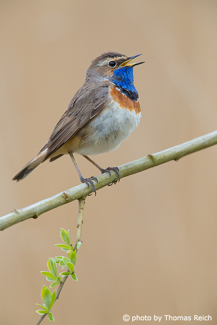 Bluethroat view from the side