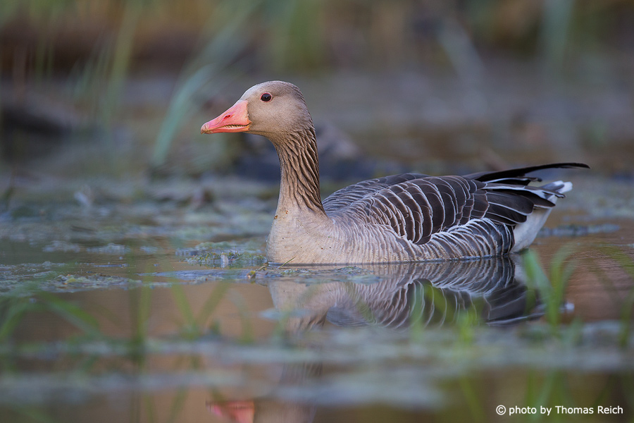 Greylag Goose in the mud in Germany
