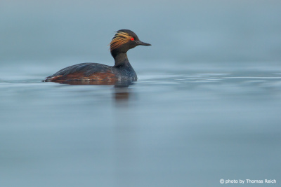 Black-necked Grebe feathers